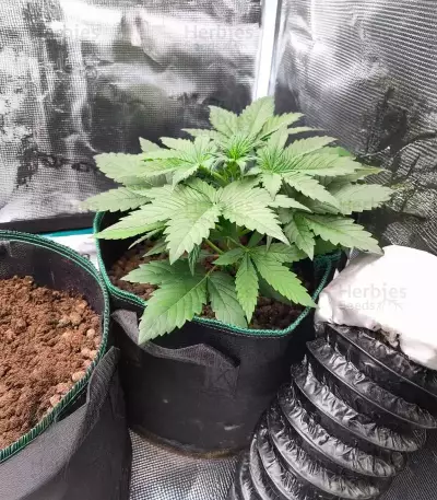 White Widow x White Fire OG Autoflower feminisierte Samen (Seedkeepers)
