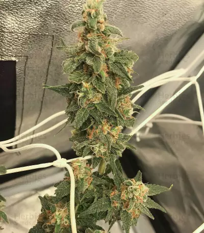 Zombie Death Fuck (BlimBurn Seeds) Cannabis-Samen