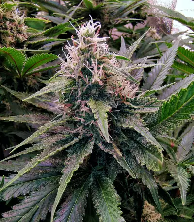 24K Gold (AKA Kosher Tangie) (DNA Genetics) Cannabis-Samen