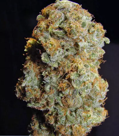 Desfrán (Dutch Passion) Cannabis-Samen