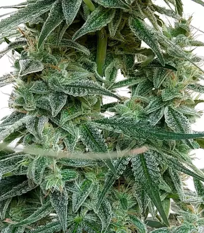 Auto Banana Blaze (Dutch Passion) Cannabis-Samen