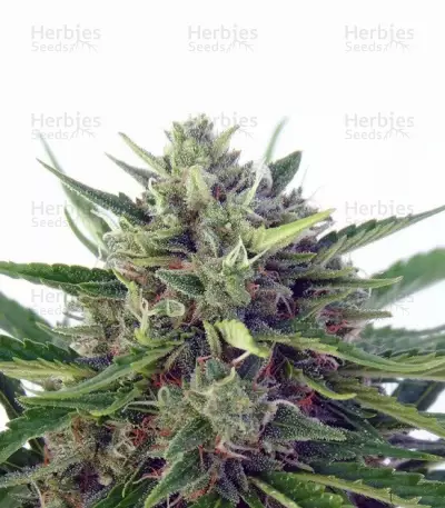 Auto Malawi x Northern Lights (Ace Seeds) Cannabis-Samen