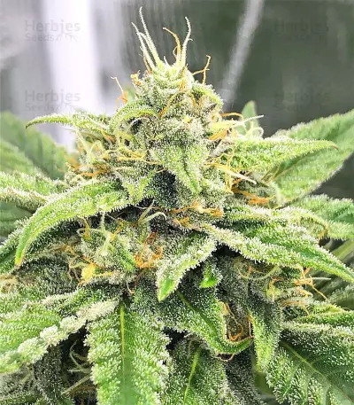 Auto Purple Gorilla (Short Stuff Seeds) Cannabis-Samen