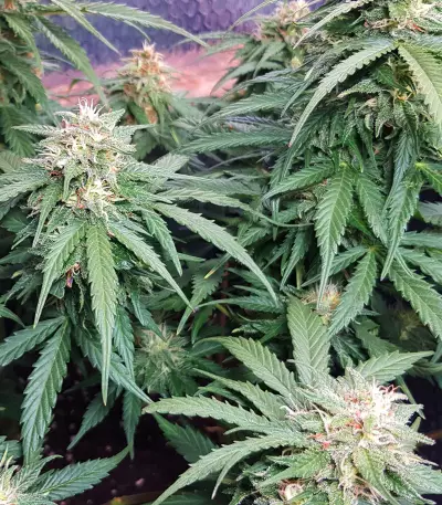 Auto Super Skunk (Auto Skunk) (Original Sensible Seeds) Cannabis-Samen