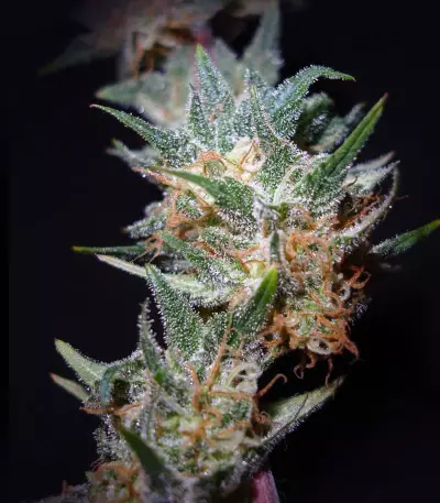 Black Domina (Sensi Seeds) Cannabis-Samen