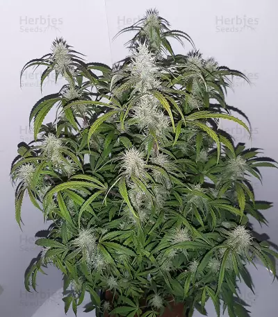 Blackberry Gum Autoflower feminisierte Samen