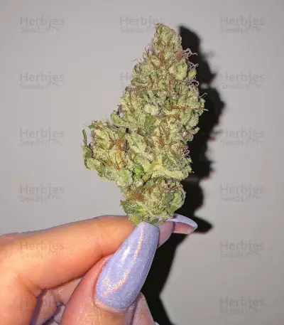 Early Bird Skunk (Sagarmatha Seeds) Cannabis-Samen