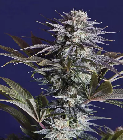 Ghost Train Haze #1 (Rare Dankness Seeds) Cannabis-Samen