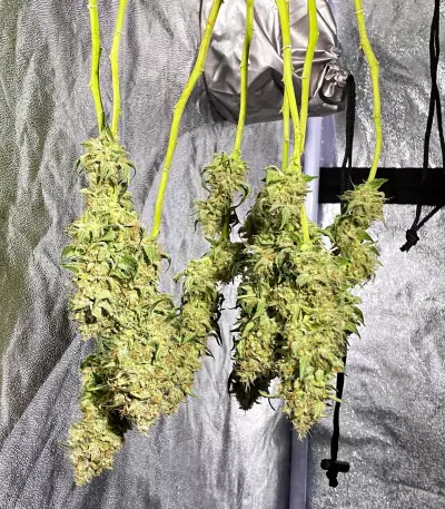 Hindu Kush (Sensi Seeds) Cannabis-Samen