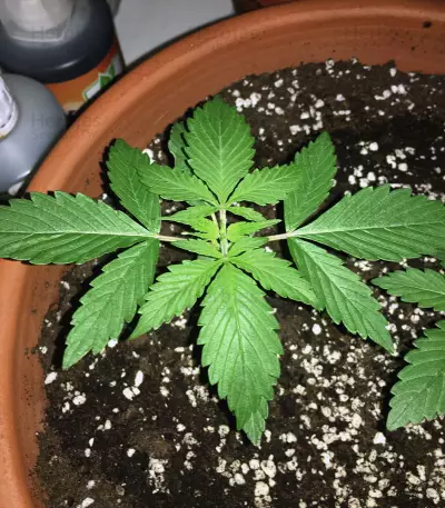 Keramatic Auto (Kera Seeds) Cannabis-Samen