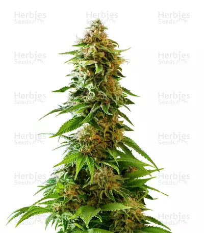 Master Kaze Regular (Mr. Nice Seedbank) Cannabis-Samen