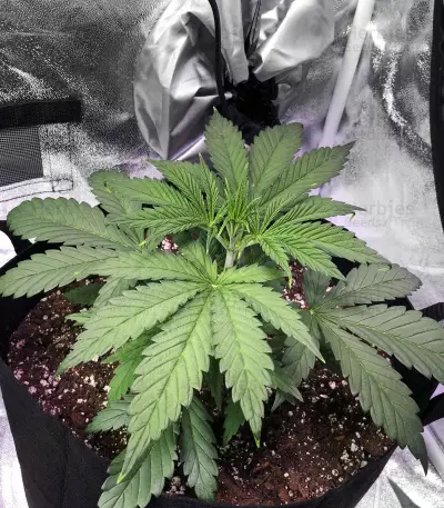 Midnight Kush (G13 Labs) Cannabis-Samen