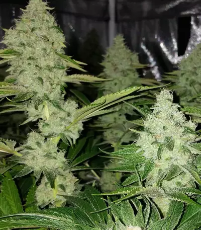 Ocean Grown Cookies (Dinafem Seeds) Cannabis-Samen