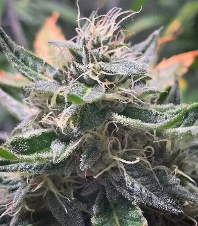 Original Bruce Banner regular (Dark Horse Genetics) Cannabis-Samen
