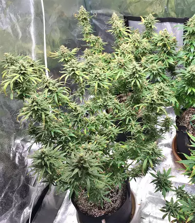 Pakistan Chitral Kush Standard (Ace Seeds) Cannabis-Samen