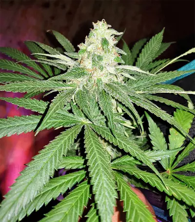 Pineapple (Seedstockers) Cannabis-Samen