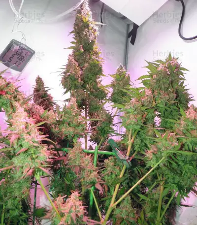 Skunk #1 Automatic (Sensi Seeds) Cannabis-Samen