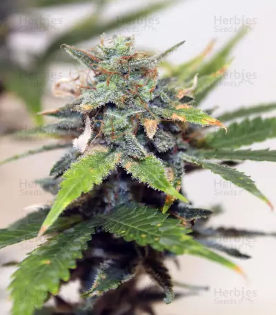 Skunk #1 (Sensi Seeds) Cannabis-Samen
