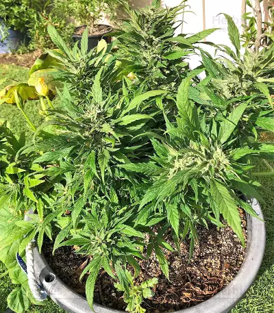 Strawberry Banana (Big Head Seeds) Cannabis-Samen