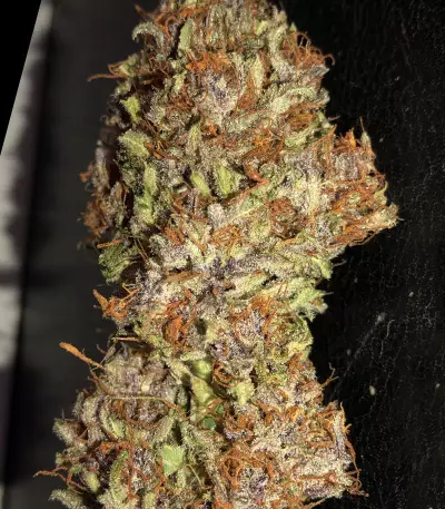 Strawberry Nuggets Auto (Mephisto Genetics) Cannabis-Samen