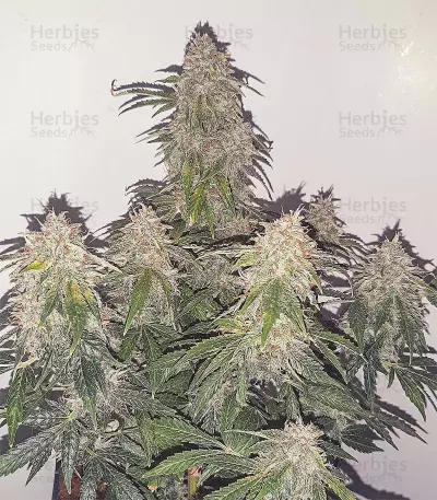 Sweet Mango Auto (GHS) Cannabis-Samen