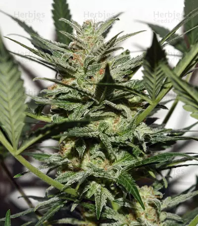 Sweetberry Cough Auto (Garden of Green Seeds) Cannabis-Samen
