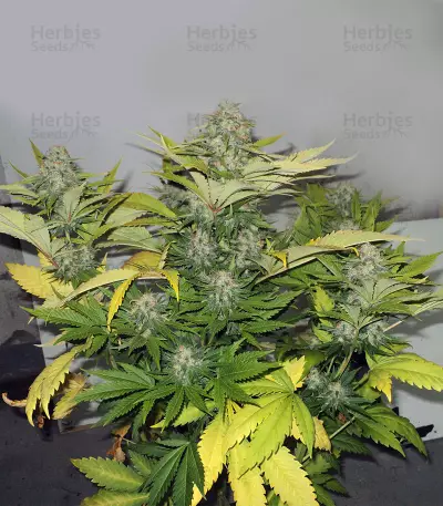 Toxic (Ripper Seeds) Cannabis-Samen