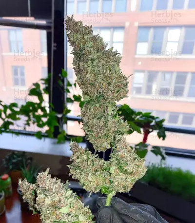 Ak Automatic (BlimBurn Seeds) Cannabis-Samen