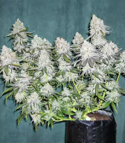 Blackberry Moonrocks feminisierte Samen (AlphaFem Seeds)
