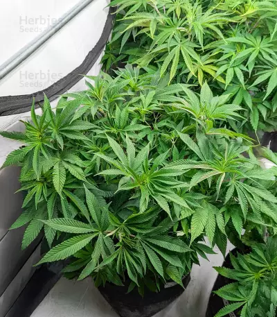 Blackwater feminisierte Samen (Original Sensible Seeds)