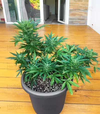 Cosmic Bomb Auto (Bomb Seeds) Cannabis-Samen