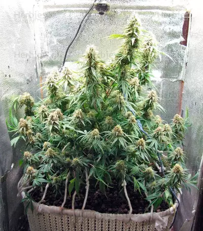 Delahaze (Paradise Seeds) Cannabis-Samen
