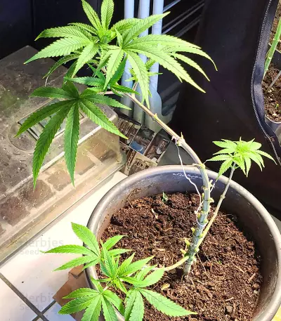 Gorilla x Lilly (Expert Seeds) Cannabis-Samen