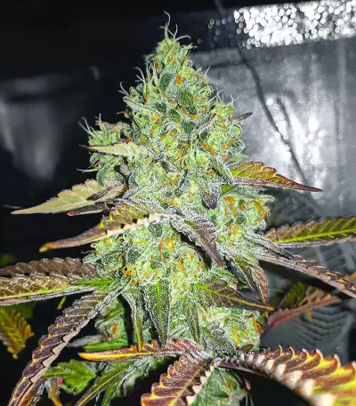 Grand Daddy Purple Fast Version feminisierte Samen (EGS)