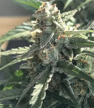 King’s Kush Auto CBD (GHS) Cannabis-Samen