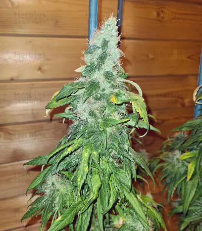 Marula Fruit regular (RQS) Cannabis-Samen