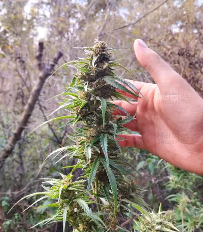 Royal Moby (RQS) Cannabis-Samen