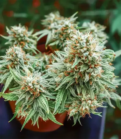 Auto Northern Lights CBD (Pyramid Seeds) Cannabis-Samen