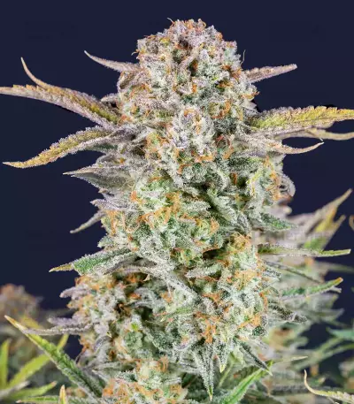 Bruce Banner Auto feminisierte Samen (Fast Buds)