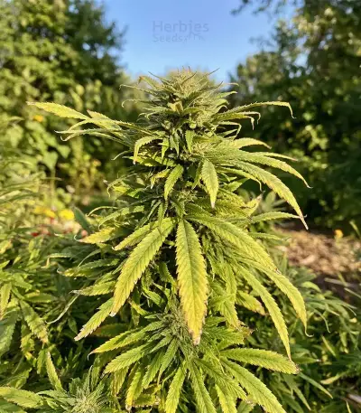 Crop Doctor CBD (Cream of the Crop Seeds)