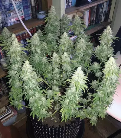 GG#4 Original Glue feminisierte Samen (Original Sensible Seeds)