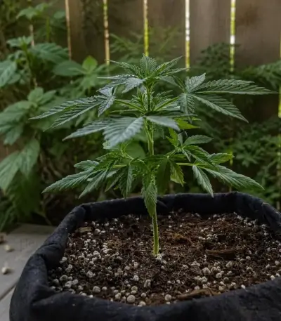 Green Gelato Automatic (RQS) Cannabis-Samen