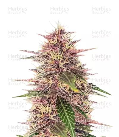 Humboldt Dream feminisierte Samen (Humboldt Seed Company)