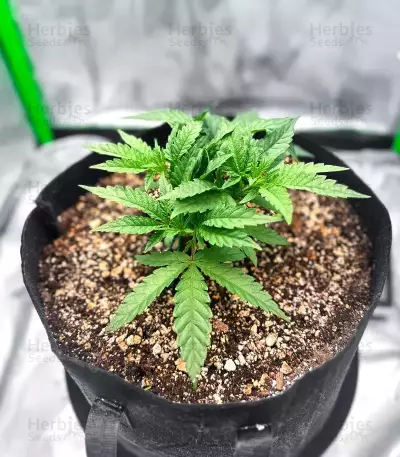 Jelly Donutz Autoflower feminisierte Samen (Humboldt Seed Company)