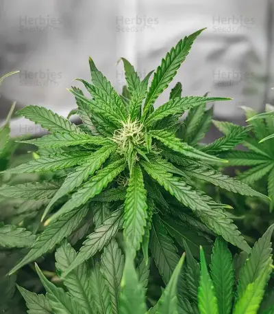 Leda Uno (K.C. Brains Seeds) Cannabis-Samen
