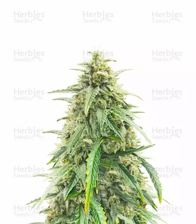 Pineapple Runtz Auto feminisierte Samen (Ethos Genetics)