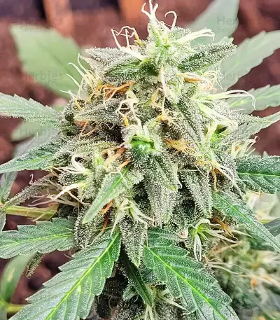 Purple Juice Auto feminisierte Samen (Herbies Seeds)