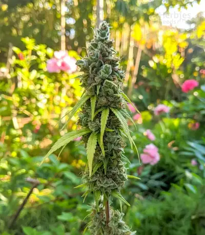 Purple Mango Kush feminisierte Samen (Delicious Seeds)