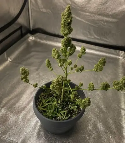 Quick One Auto (RQS) Cannabis-Samen