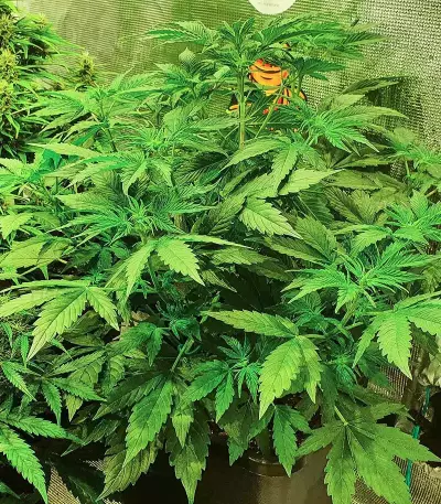 Runtz Auto Samen feminisiert (Barney's Farm)
